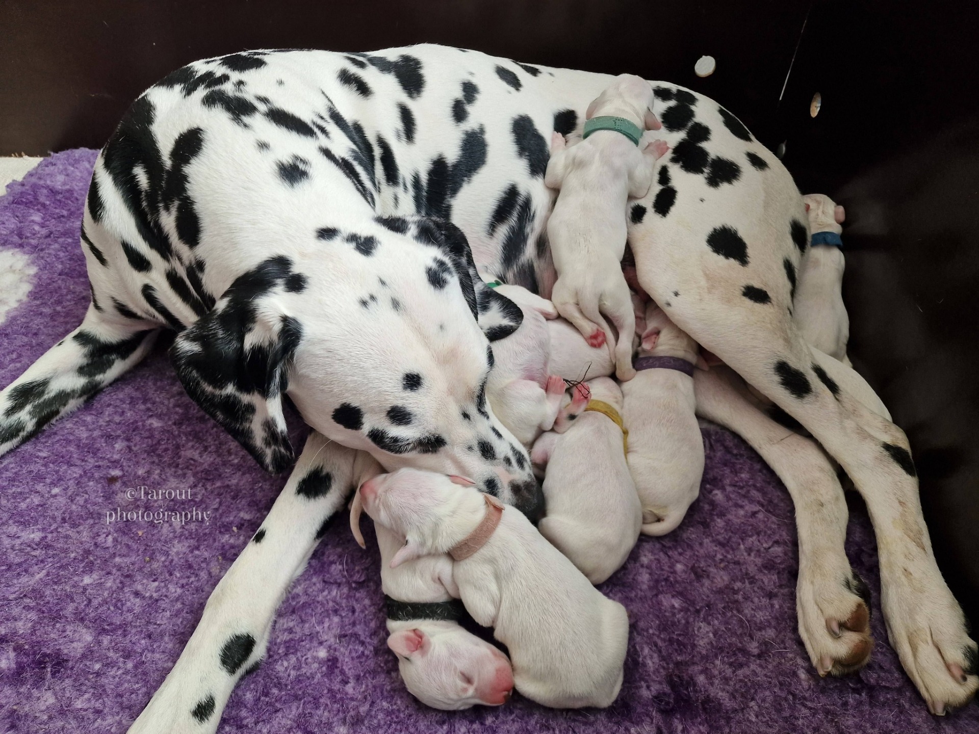 Kuva: Taru Outavaara