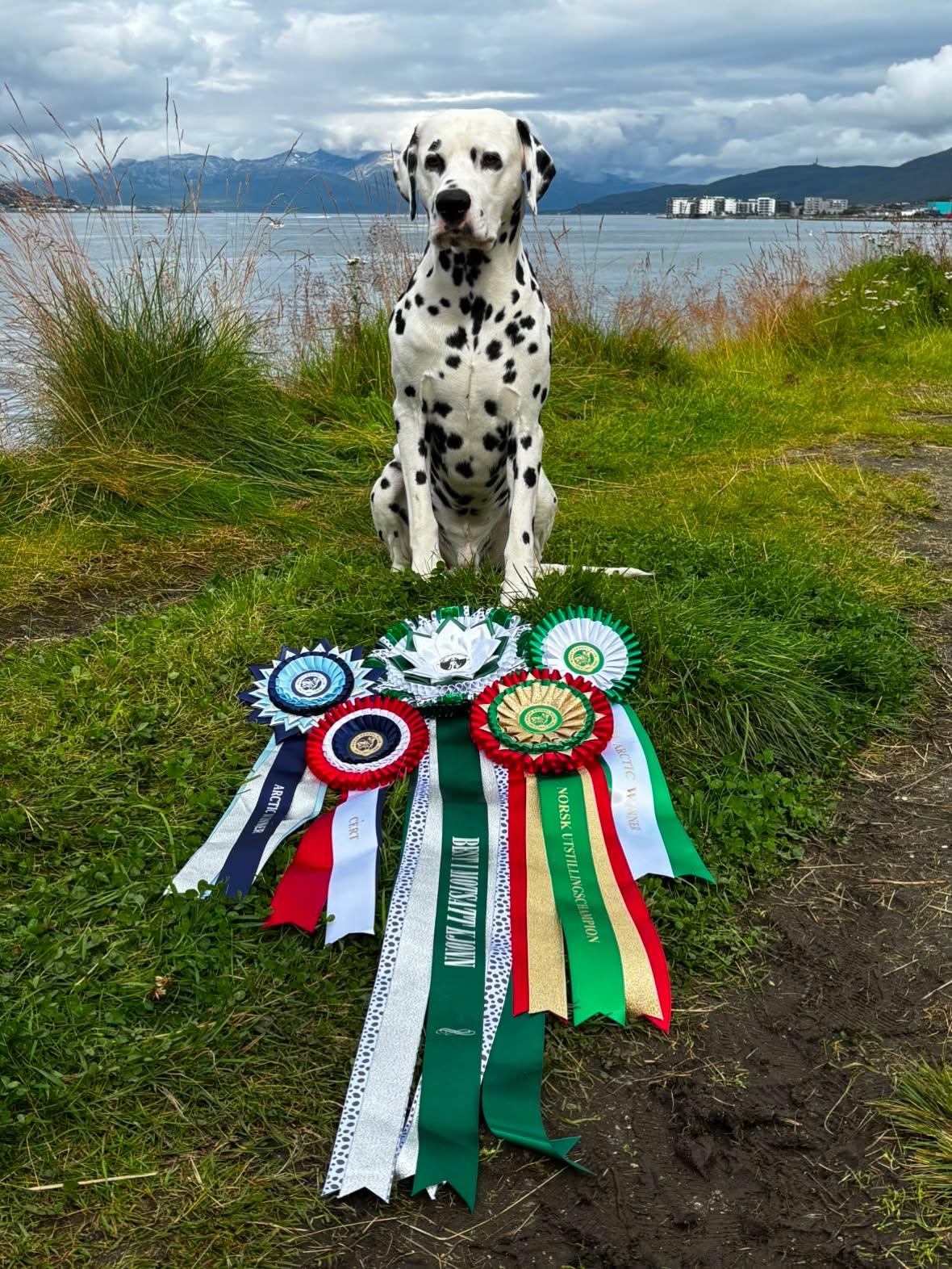 "M-Z Rules Of The Game" Kuva: Reetta Kiiskinen